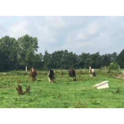 Paarden hotel opvang in uw vakantie tevens vaste plek
