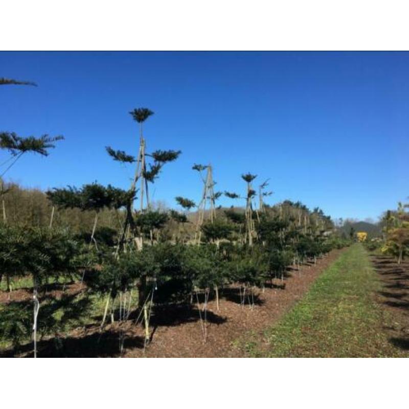 Tuinbonsai pre-vorm, taxus, Bonsai Pinus