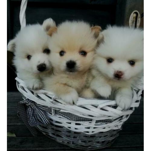 Pomeriaan pups
