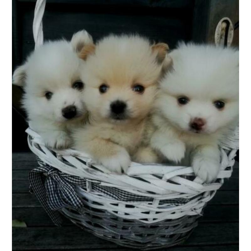 Pomeriaan pups