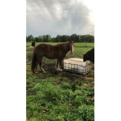 Paarden hotel opvang in uw vakantie tevens vaste plek