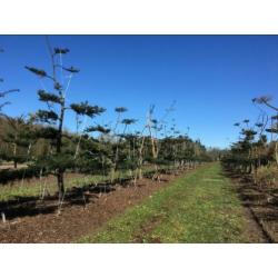Tuinbonsai pre-vorm, taxus, Bonsai Pinus
