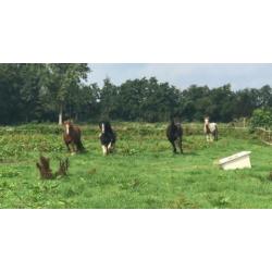 Paarden hotel opvang in uw vakantie tevens vaste plek