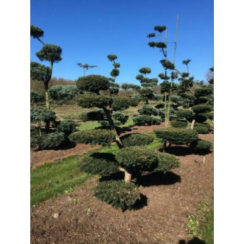 Tuinbonsai pre-vorm, taxus, Bonsai Pinus