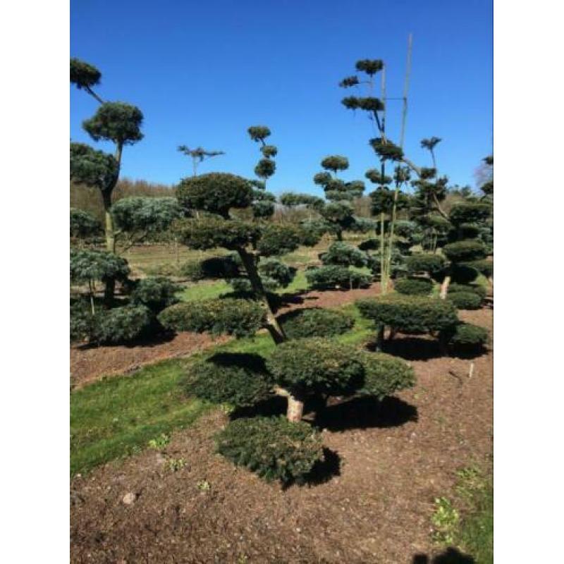 Tuinbonsai pre-vorm, taxus, Bonsai Pinus
