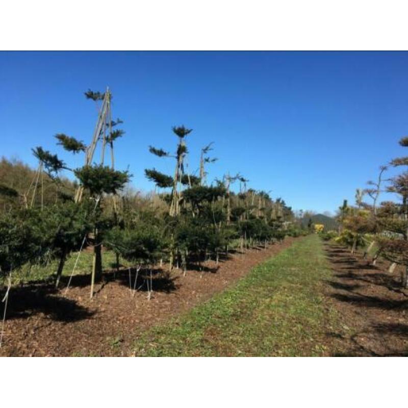 Tuinbonsai pre-vorm, taxus, Bonsai Pinus