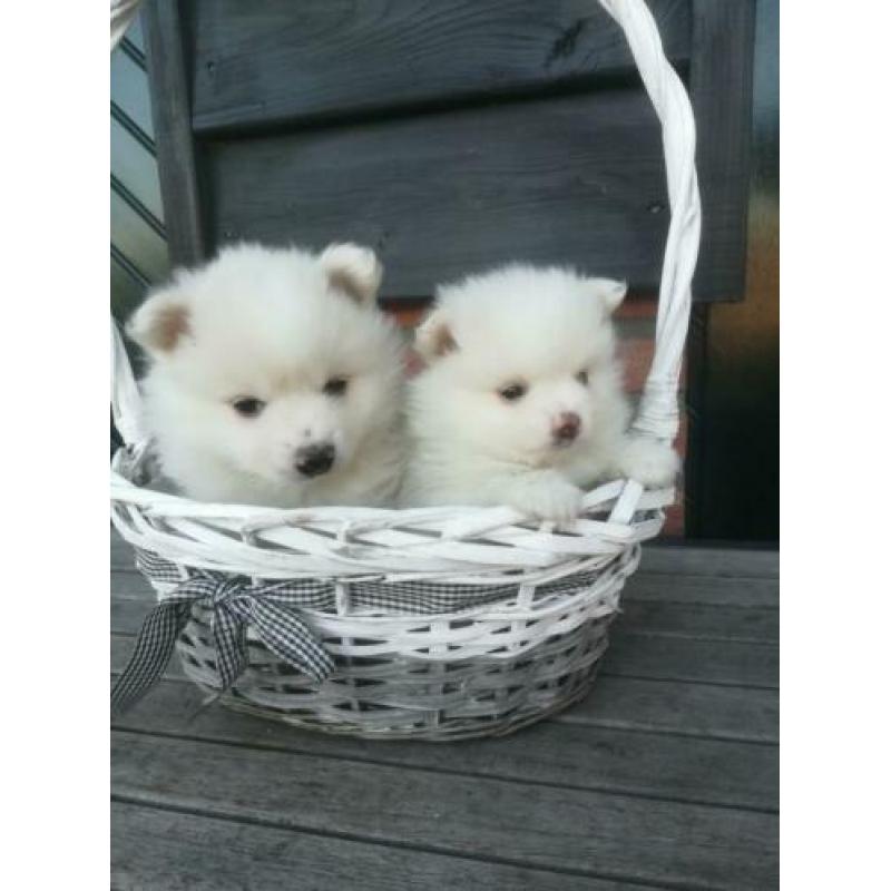 Pomeriaan pups