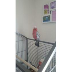 Te koop rose kaketoe is tam