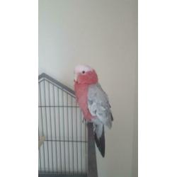 Te koop rose kaketoe is tam