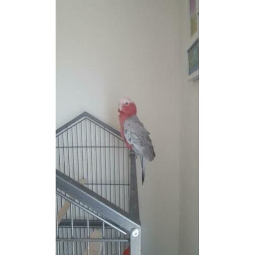Te koop rose kaketoe is tam
