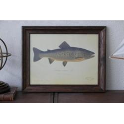 Orgineel schilderij Salmo eriox. L. Grålax Taimen