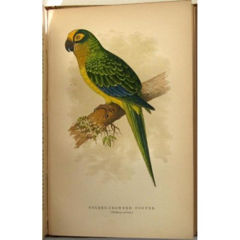 The Speaking Parrots [1884] Karl Russ Zeldzame bandtekening