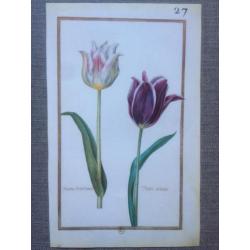 24 Vintage Prenten/platen botanische bloemen - Daniel Rabel
