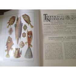 Tropisch Nederland tijdschrift 1930 1931 vele illustraties