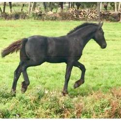 Fries hengst veulen (stamboek)