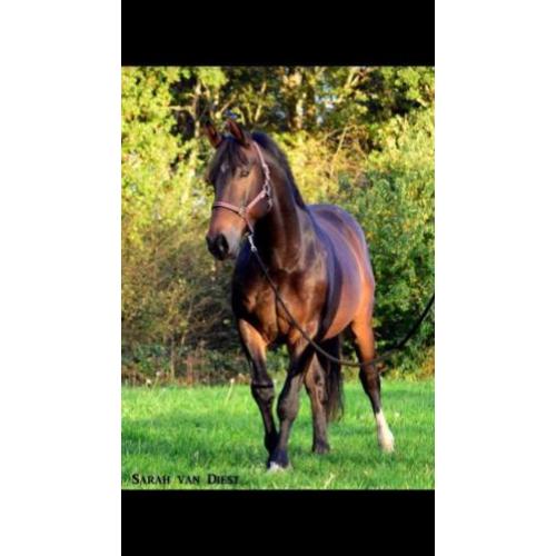 Mooie grote KWPN ruin - Zalvador - 1.71