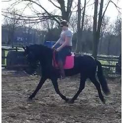 lieve friese merrie