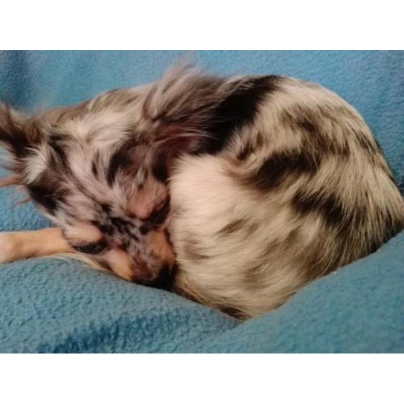 Chihuahua pups 2 reutjes kattenbak zindelijk