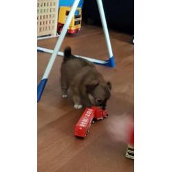 Te koop 2 chihuahua reutjes