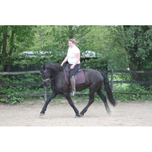 lieve friese merrie